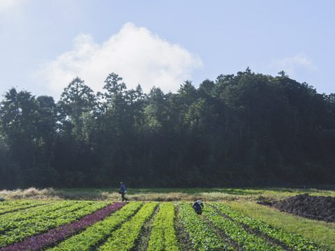 【規格外増量】オーガニック野菜「シェフＭセット」しあわせ野菜畑
