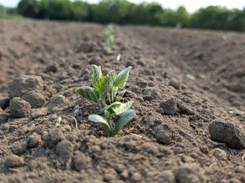 有機青大豆 大袖の舞 4kg  北海道十勝 “豆のまち”本別町 2025年産　オーガニック
