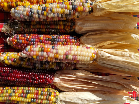 虹色に輝く宝石トウモロコシ「グラスジェムコーン（Glass Gem Corn）」6本　2025年産
観賞用です
クラフト、インテリア、リース、クラフト、撮影小物などさまざまな用途で人気があります