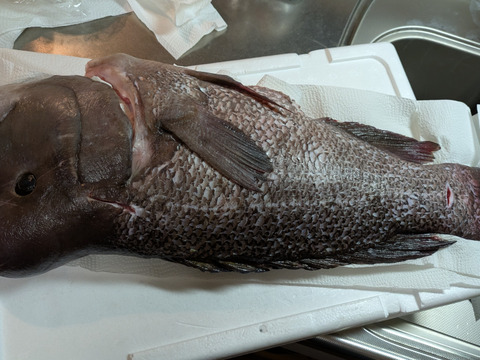 シーマン（コブダイ）6㎏