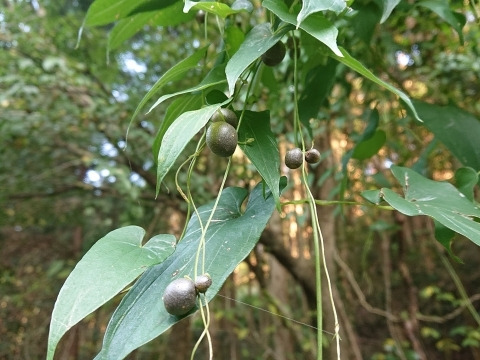 山の幸！ほくほくがたまらない！むかご（約400g）