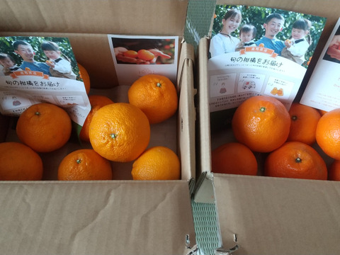 【柑橘食べ比べ】デコ(不知火)２ｋｇ&伊予柑２ｋｇ　旬の柑橘食べ比べセット！