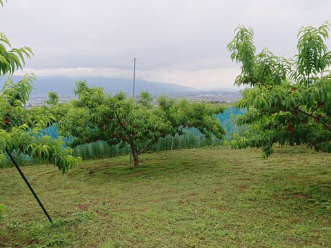 【特秀品】【朝どれ】おさだ農園の桃　山梨奨励品種　『なつっこ』　2㎏（6玉）