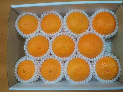 【数量・期間限定】愛媛の方にも大人気！ 愛果２８号 贈答用3kg
　　興居島が誇る濃厚な果汁が口いっぱいに広がりとろけるようなくちどけ！　【12/1～随時出荷】