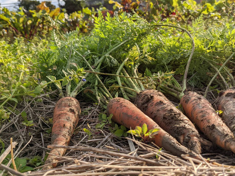 【自然栽培】昔ながらの味、いもり屋の人参
(4.5kg)