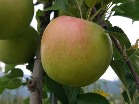 収穫開始で～す。「名月約5kg入り」生産者が大好きなりんごです。甘みが強い品種、黄色のボディに頬紅を付けた見た目も愛らしいんですよ。（写真は10/12現在）