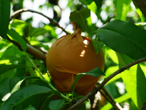 樹上完熟！岡山県備前市産びぜん白桃【加納岩白桃・紅清水白桃・末木白桃の３種のうち１種】約2kg