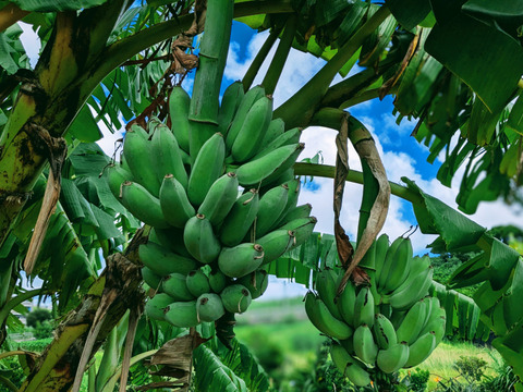 沖縄からの贈り物　アップルバナナ1㎏【農薬・除草剤・化学肥料不使用】