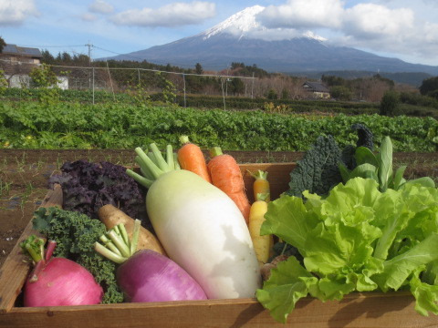 【富士山の恵み】厳選＊季節野菜セット(8品)