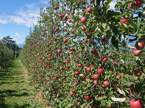 長野生れの希少りんご『シナノホッペ』家庭用約５kg☆硬くて甘くてジューシー！