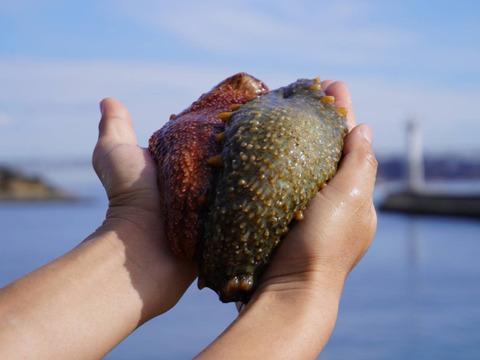 とっても柔らかくなるレシピ付き 赤 青ナマコの食べ比べセット 1個ずつ 香川県産の魚介類 食べチョク 産地直送 産直 お取り寄せ通販 農家 漁師から旬の食材を直送