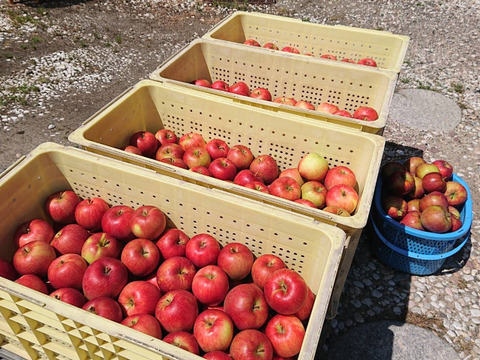 収穫開始（残り僅かになりました）夏あかり 約3㎏（14〜18個入り）さっぱりした甘酸っぱさが良いですよ。長野県生まれ品種です。夏りんごの魅力を是非お試し下さいませ。