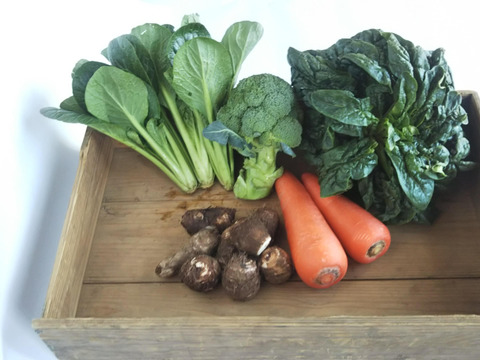 食べきりセット　旬の野菜を５品目　農薬・化学肥料：栽培期間中不使用
