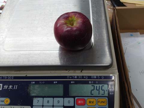 食べ切りサイズ！秋映（家庭用小玉）5ｋｇ