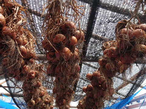 【訳あり】有機タマネギ５kg+10％増量【ご家庭用】