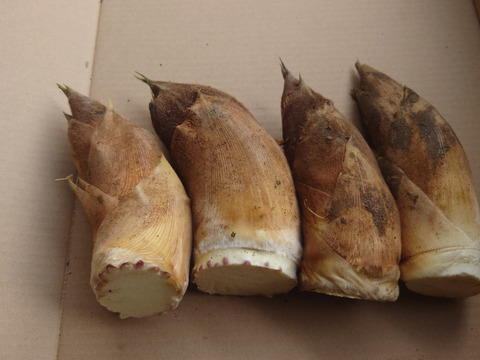 「朝どれ」たけのこ　春の味覚　福岡県北九州市産　２ｋｇ　（４～８個）