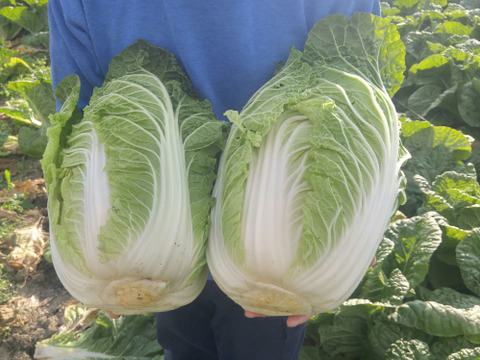 あおみす様専用お野菜セット