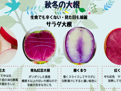 【自然栽培🍀サラダ大根セット1.5㎏】カラフル！サラダの彩りに💕