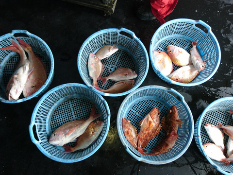 漁師直送の隠岐は西ノ島で釣りたて魚の詰め合わせ。