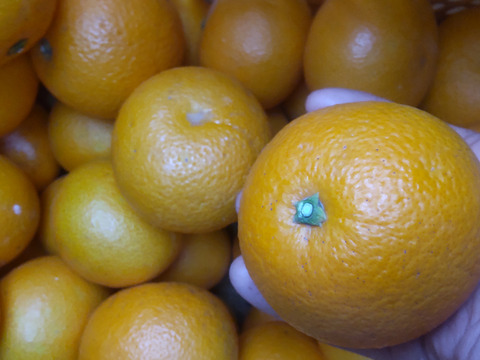 柑橘2種セット　今旬のはっさく、レモン5個、合計5kg