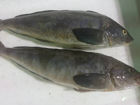 1日3組限定 美味しい魚が獲れる季節到来 新鮮生魚満足セット5種盛り スケソウダラ ホッケなど 北海道産 食べチョク 農家 漁師の産直ネット通販 旬の食材を生産者直送