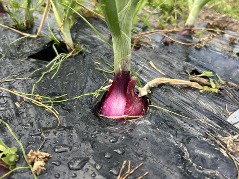 ⭐︎自然農法⭐︎赤玉ねぎ甲高ルージュ⭐︎農薬不使用⭐︎1kg