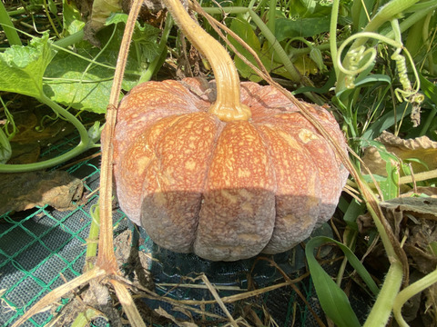 【自然栽培🍀在来種かぼちゃ２〜４個・約２Kg】ほっくり甘うま！秋田早生菊かぼちゃ🎃使い切りサイズ