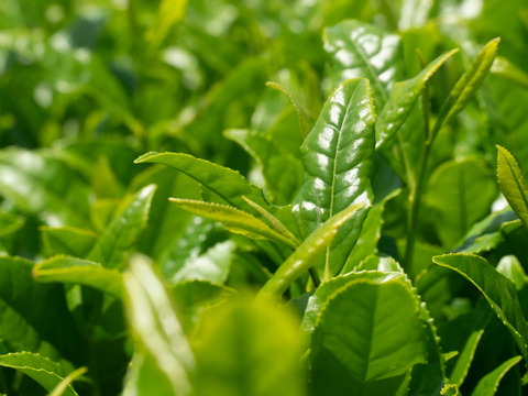 神奈川県開成町ブランド認定『快晴茶（かいせいちゃ） SUNSHINE TEA』【玉露粉末】50g