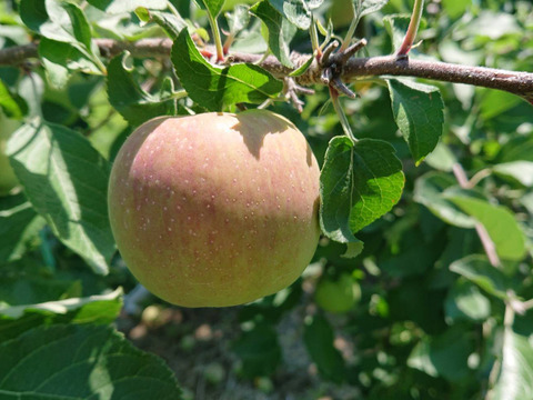 収穫開始で～す。「サンふじ」約3kg入り　安曇野がりんごに託した思いを御賞味下さい。バランスの良い品種です。