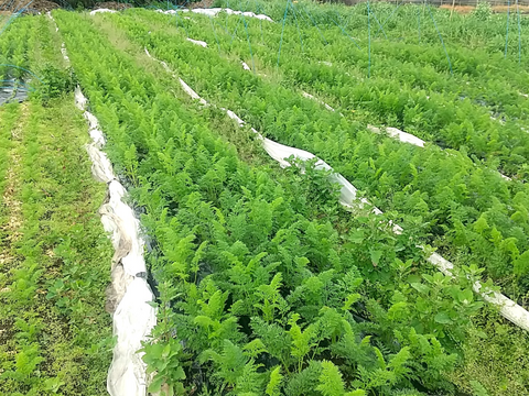 自然栽培の人参2kg