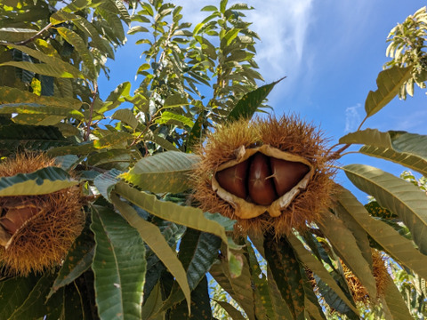 今が旬！！ほっくり美味しい　美玖里4L(1kg) 温湯殺虫済