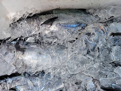 【冬ギフト】ヨコワ(ヨコ)クロマグロの子刺身柵、フライ用セット