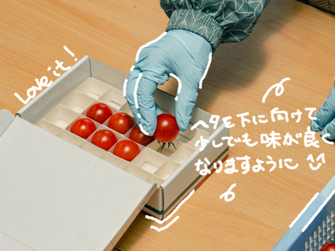 【冷凍フルーツトマト】完熟越え！！甘さが最高潮の割れフルーツトマト「ポモロッサ」加工用1㎏