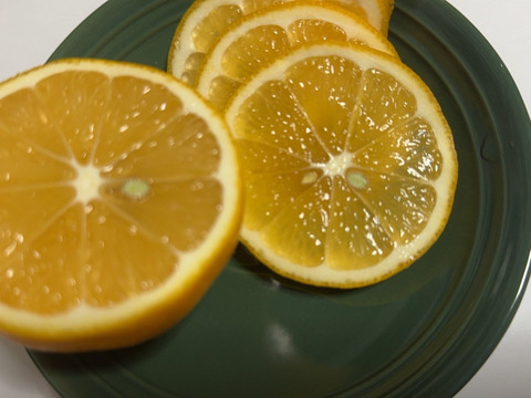 【防腐剤・ワックス不使用】皮までおいしいマイヤーレモン　和歌山県産　1キロ 秀品から傷アリまで混合です。