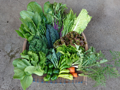 ♪人気商品♪『農薬、化学肥料不使用』【2~3人前】
季節の野菜Sセット（8-9品）「群馬県高崎産」