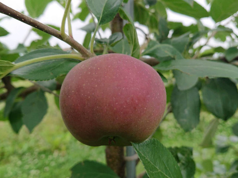 残り2ケースになりました。「しなのリップ約5kg」夏りんごの主役！長野県オリジナル品種。果汁が多く甘味と酸味のバランスが良い。夏収穫りんごを食べるなら押さえておきたい品種です。お届け後冷蔵庫にて