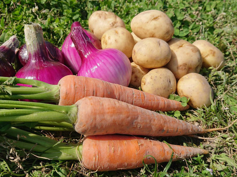 にこさん専用伝統野菜　鶴首かぼちゃ自然栽培2キロズッキーニ1キロ80サイズ在来種の伝統野菜　自然栽培　写真は見本です。