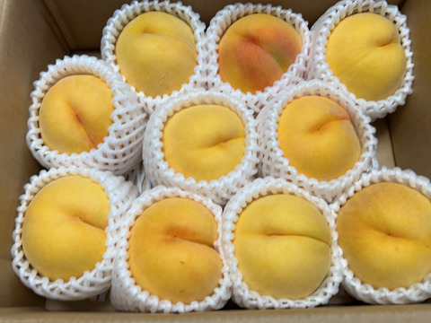 希少品種が入るかも！【品種おまかせ🍑黄桃】訳あり2kg ※8～10月発送