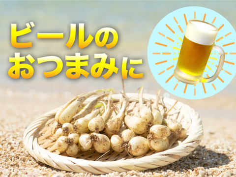 【少量お試し】沖縄の太陽に育まれたおいしい島らっきょう【100g】
