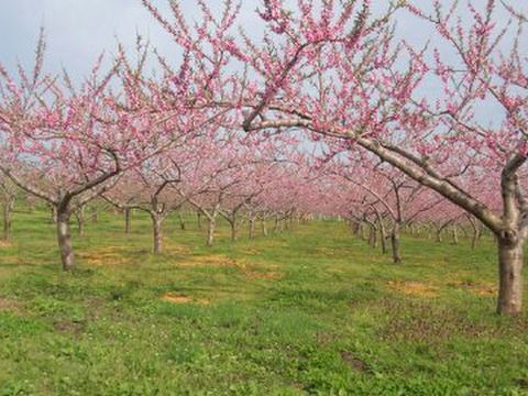 黄貴妃　8～14玉　9月上旬予約　希少な桃　【ASIAGAP認証農場：津軽農園】　安心・安全な桃　収穫した日に発送　家庭用　農家直送【朝どれ】