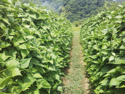 採れたて新鮮！モロッコインゲン詰め合わせ 1kg