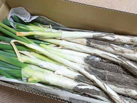 【破格のお値段！業務用向け】猛暑を乗り越えた甘みのある新鮮長ネギ（お徳用５kg・約３０〜４０本）