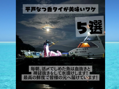 青空レストランで紹介された！
平戸なつ香タイ（約２ｋｇ）【母の日ギフト】【メッセージカード付き】
長崎を代表するフルーツ魚！【さばき方＆魚レシピ付き】【熨斗対応可】