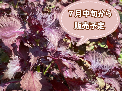 【自然栽培🍀伝統品種ちりめん赤紫蘇・枝付き300g】梅干し・柴漬け・紫蘇ジュースに（簡単レシピ付き）