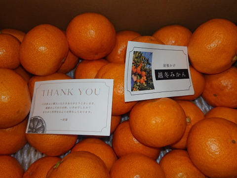 超完熟宮川早生⭐︎屋根かけ越冬みかん　3キロSサイズギフトにも！　有田みかん　早生みかん