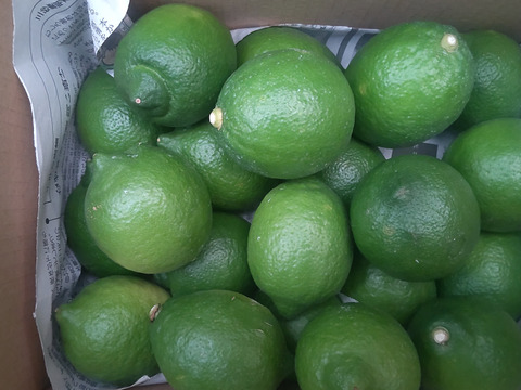 防腐剤、ワックス不使用　皮ごと使用  広島県産レモン良品　3.5ｋｇ(約36個入）