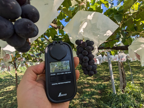 完熟巨峰100％搾り1本 ※長野県認証/特別栽培同基準（信州の環境にやさしい農産物認証50）【冬ギフト】