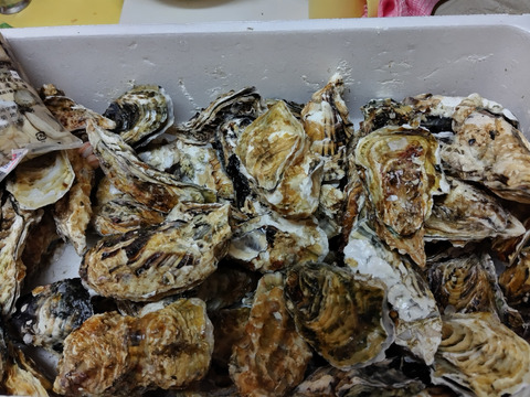 【水産庁補助事業 送料無料】剥き身セット🚚4.3kg 生牡蠣🦪生食用むき身300g+殻付き牡蠣普通サイズ ４kg（目安24-64）松島牡蠣屋 C