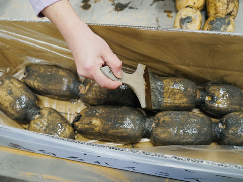 【地元で即完売！】名産地の白石れんこん(３kg箱入り)泥付き新鮮でホクホク！