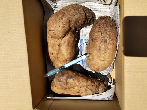 まるでモチのようなねばり！トロロ芋1.5キロ（肥料、農薬使わず）